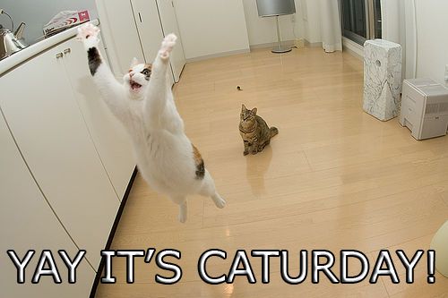 caturday