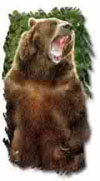 Kodiak Bear 13
